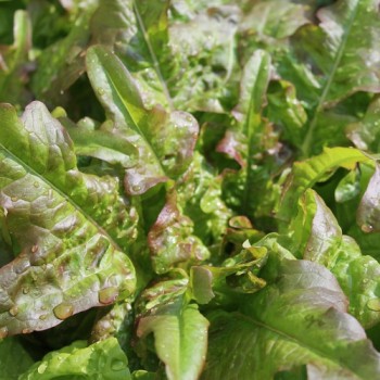 Salat Bronze Beauty (Samen)