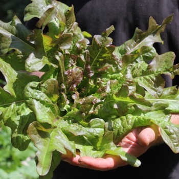 Salat Bronze Beauty (Samen)