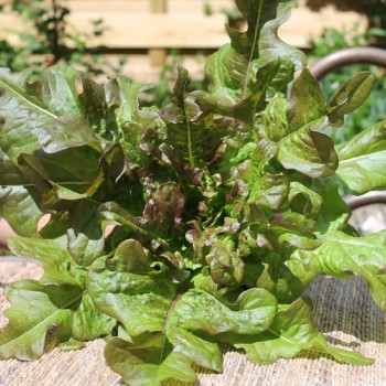 Salat Bronze Beauty (Samen)