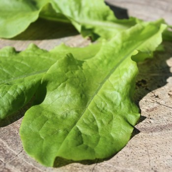 Salat Buttercrunch (Samen)