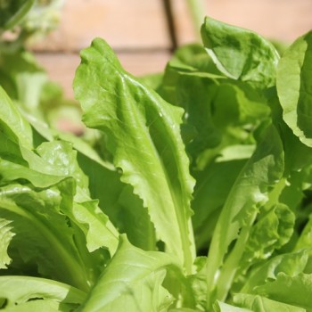 Salat Buttercrunch (Samen)