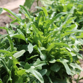 Salat Catalogna (Samen)