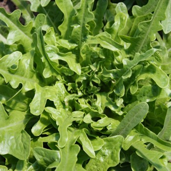 Salat Catalogna (Samen)