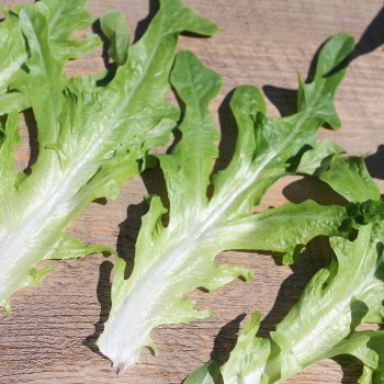 Salat Catalogna (Samen)