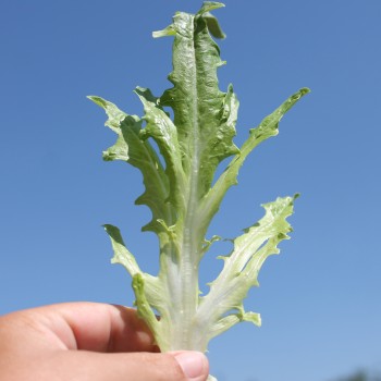 Salat Catalogna (Samen)