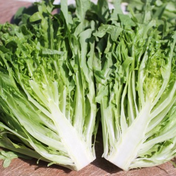Salat Catalogna (Samen)