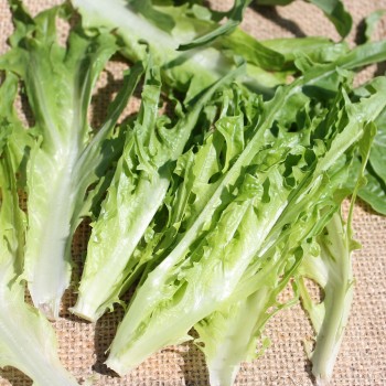 Salat Catalogna (Samen)