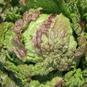 Neu! Salat Chrystal (Samen)