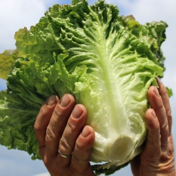 Neu! Salat Chrystal (Samen)
