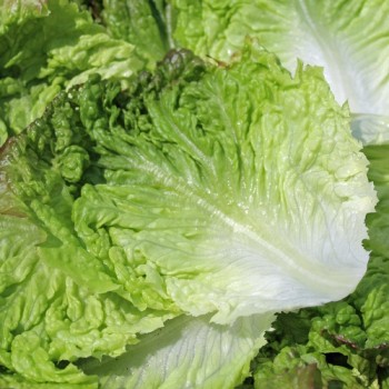 Neu! Salat Chrystal (Samen)
