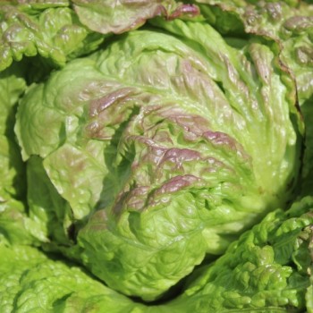 Neu! Salat Chrystal (Samen)