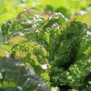 Neu! Salat Chrystal (Samen)