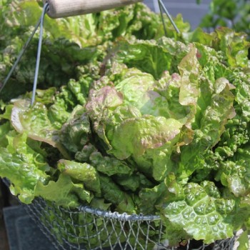 Neu! Salat Chrystal (Samen)