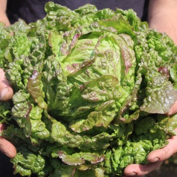 Neu! Salat Chrystal (Samen)