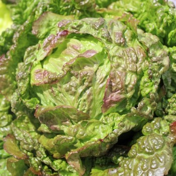 Neu! Salat Chrystal (Samen)