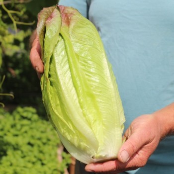 Neu! Salat Cimarron (Samen)