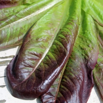 Neu! Salat Cimarron (Samen)