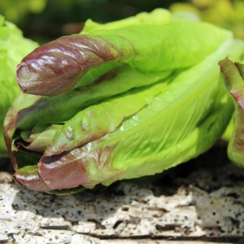 Neu! Salat Cimarron (Samen)