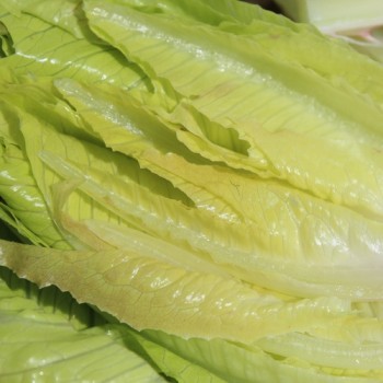 Neu! Salat Cimarron (Samen)