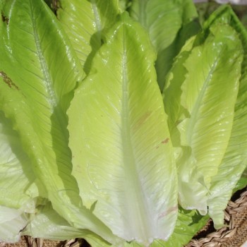 Neu! Salat Cimarron (Samen)