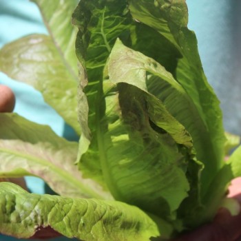 Neu! Salat Cimarron (Samen)
