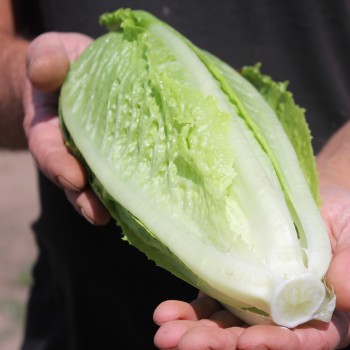 Salat Crisp Mint (Samen)