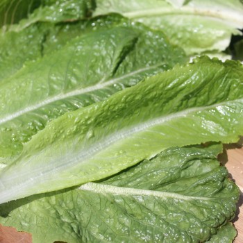 Salat Crisp Mint (Samen)