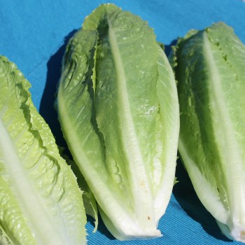 Salat Crisp Mint (Samen)