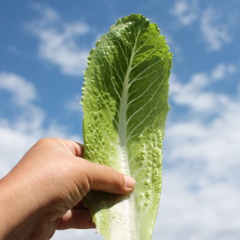 Salat Crisp Mint (Samen)