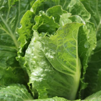 Salat Crisp Mint