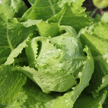 Salat Crisp Mint (Samen)
