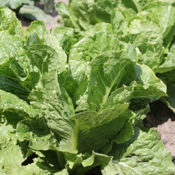 Salat Crisp Mint (Samen)