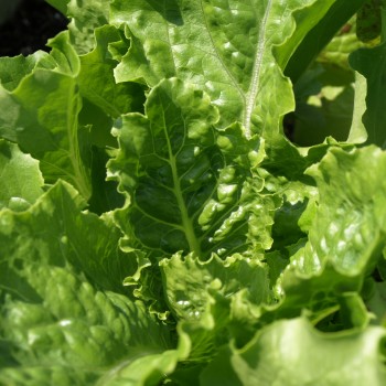 Salat Crisp Mint (Samen)