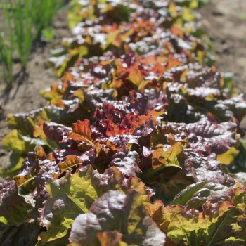 Salat Flame (Samen)