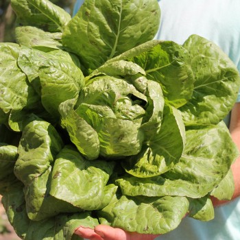 Salat Forellenschluss (Samen)