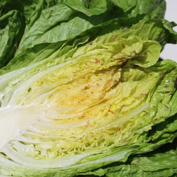 Salat Forellenschluss (Samen)