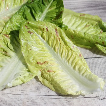 Salat Forellenschluss (Samen)