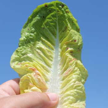 Salat Forellenschluss (Samen)