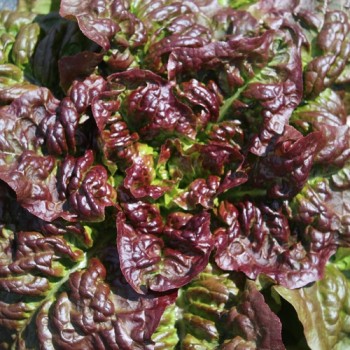 Salat Frisee d'Amerique (Samen)