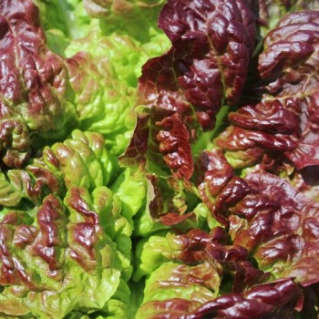 Salat Frisee d'Amerique (Samen)