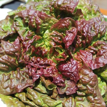 Salat Frisee d'Amerique (Samen)