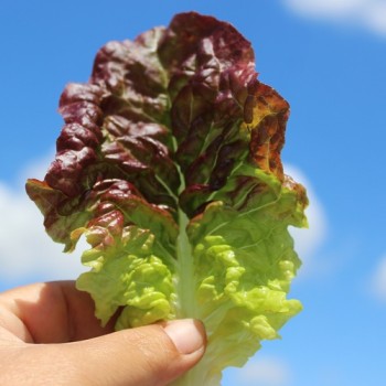 Salat Frisee d'Amerique (Samen)