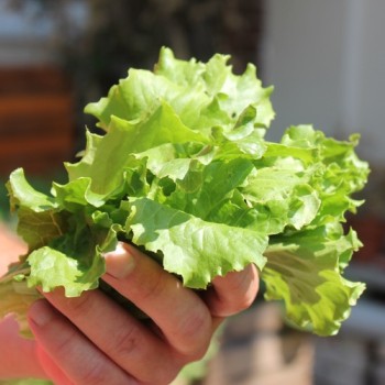 Salat Gentilina (Samen)