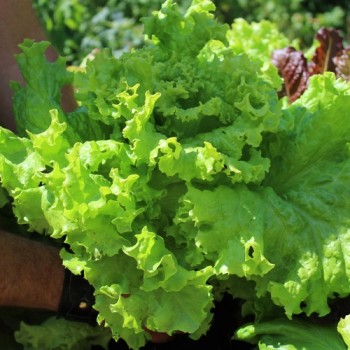 Salat Grand Rapids (Samen)