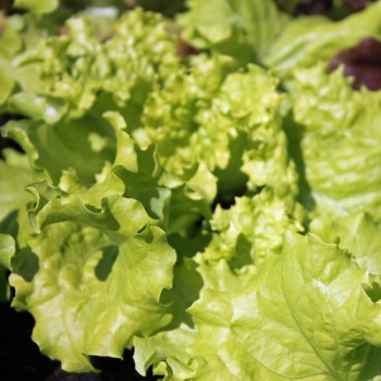 Salat Grand Rapids (Samen)
