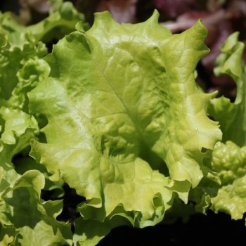 Salat Grand Rapids (Samen)