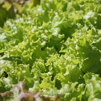 Salat Grand Rapids (Samen)