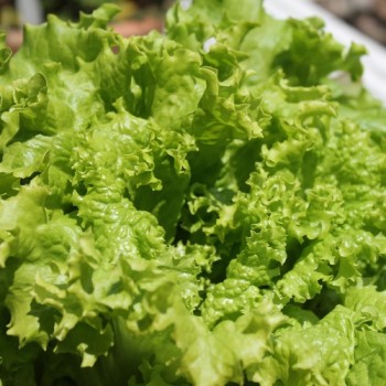 Salat Grand Rapids (Samen)