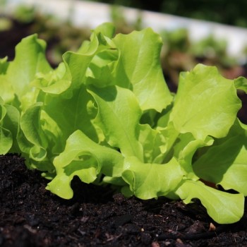 Salat Grand Rapids (Samen)