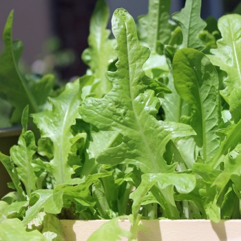 Salat Green Oakleaf (Samen)